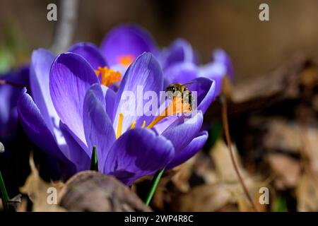 Honigbiene auf einer violetten Krokusblüte Anfang März. Die Biene gehört zur Gattung APIs Asclepias tuberosa. Sie sind für die Nahrungsmittelversorgung von entscheidender Bedeutung Stockfoto