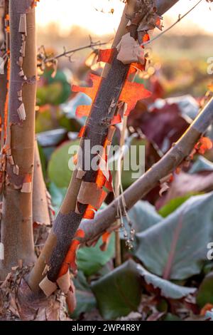 Zimthorn (Acer griseum), Findlingspark Nochten, Deutschland Stockfoto