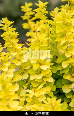 Gelbe Berberitze (Berberis thunbergii 'Maria'), BS Saemann, Deutschland Stockfoto