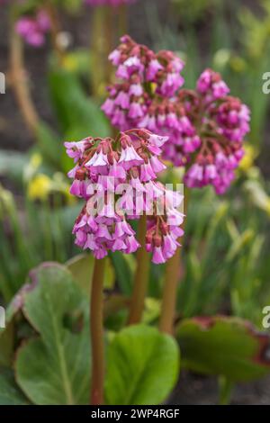 Herzblättrige bergenia (Bergenia cordifolia 'Eroica'), IGA 2017, Deutschland Stockfoto