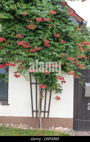 Amerikanischer Trompetenbindweed (Campsis radicans 'Flamenco'), Deutschland Stockfoto