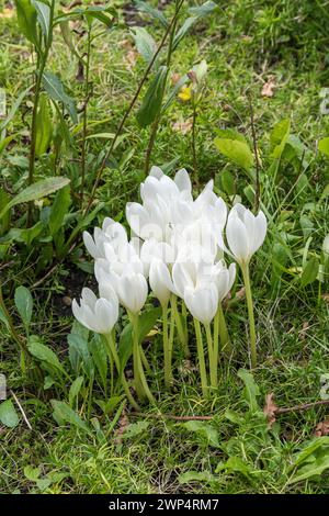 Herbstcrocus (Colchicum autumnale 'Album'), Planten un Blomen Park, Deutschland Stockfoto