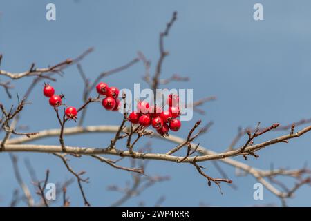 Cockspurdorn (Crataegus crus-galli), Schlosspark, Deutschland Stockfoto