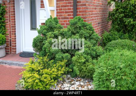 Sicheltanne (Cryptomeria japonica 'Monstrosa Nana'), Pfarrgarten, Deutschland Stockfoto