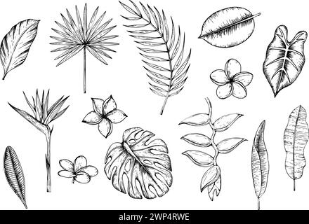 Tropische Vektor-Set-Illustrationen auf isoliertem Hintergrund. Handgemalte lineare Bananenpalmenblätter, Monstera, Helikonia, Sterlitzia, Plumeria Flow Stock Vektor