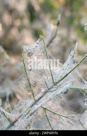 Raupe der europäischen Spindel (Euonymus europaeus), gewöhnlicher Affen-Puzzlefalter (Yponomeuta cagnagella), Deutschland Stockfoto