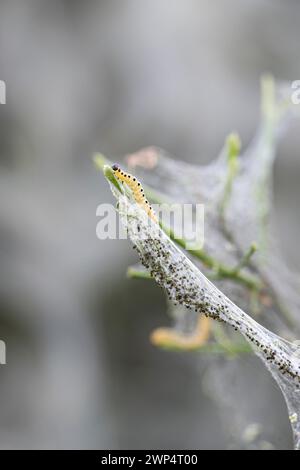 Raupe der europäischen Spindel (Euonymus europaeus), gewöhnlicher Affen-Puzzlefalter (Yponomeuta cagnagella), Deutschland Stockfoto