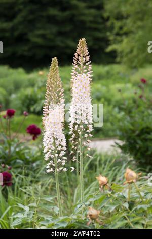 Fuchsschwanzlilie (Eremurus robustus), Berggarten, Deutschland Stockfoto