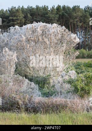 Spinnennetz der europäischen Spindel (Euonymus europaeus), Affen-Puzzlemotte (Yponomeuta cagnagella), A13, Deutschland Stockfoto