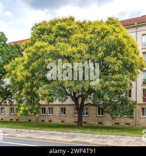 Goldenrainbaum (Koelreuteria paniculata), Deutschland Stockfoto