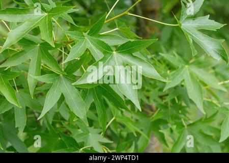 Amerikanischer Bernsteinbaum (Liquidambar styraciflua „Worplesdon“), Hohenheim Gardens, Deutschland Stockfoto