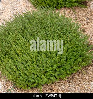 Hochglanz-Geißblatt (Lonicera nitida „Tidy Tips“), Kinderzimmer Minier, Frankreich Stockfoto