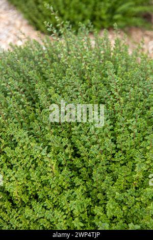 Hochglanz-Geißblatt (Lonicera nitida „Tidy Tips“), Kinderzimmer Minier, Frankreich Stockfoto