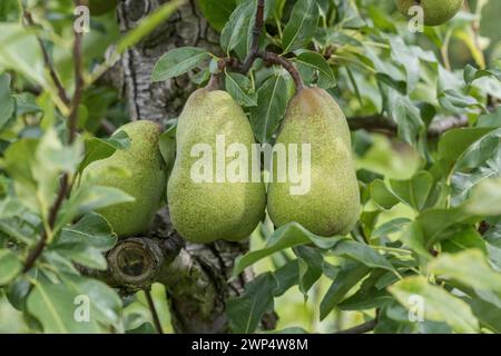 Pear (Pyrus communis „Jeanne d'Arc“), Bundessortenamt Pruefstelle Wurz, Deutschland Stockfoto