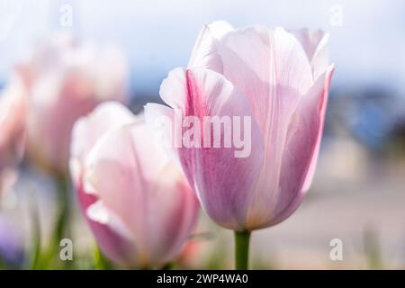 Amble, Morpeth, Northumberland, England, Grossbritannien, Vereinigtes Königreich. Lila Tulpen in der Sonne. Stockfoto