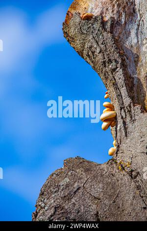 Pilze wachsen auf einem toten und verrotteten Baumstamm Stockfoto