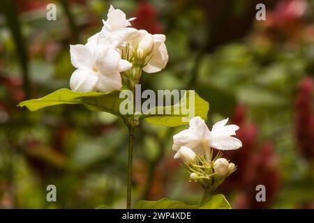 Arabische Jasminpflanze und Blüten ( jasminum sambac) auf natürlichem Hintergrund Stockfoto