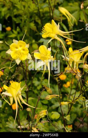 Aquilegia chrysantha „Goldene Säule“ [Wildform] Stockfoto