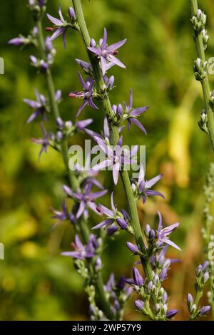 Asyneuma limonifolium 'Harebell' [z. B. Rumija 1450 m., Montenegro] Stockfoto