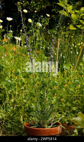 Asyneuma limonifolium 'Harebell' [z. B. Rumija 1450 m., Montenegro] Stockfoto