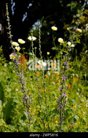 Asyneuma limonifolium 'Harebell' [z. B. Rumija 1450 m., Montenegro] Stockfoto