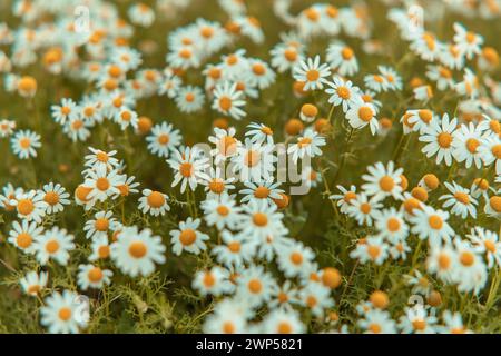Natur Blume Wiese Hintergrund und Wallpaper schöne Kamillenblüten Wiese verschwimmen Nahaufnahme Alentejo Portugal Stockfoto