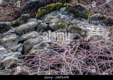 Wasserfall aus Gartenstein, mit RUBUS-Cockburnianus-Grenze im Vordergrund, bei niedrigem Winterlicht. Das sprudelnde Felswasser ist von Felsfällen umgeben. Surrey Großbritannien Stockfoto