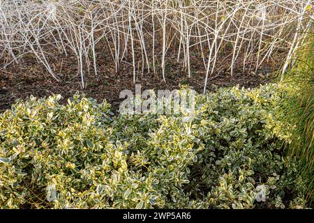 Euonymus fortunei ' Silver Queen ' mit Staphylea pinnata dahinter, sanft beleuchtet in einem formellen Wintergarten Surrey UK Stockfoto