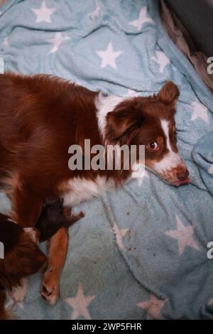 Ein australischer Schäferhund liegt auf einer blauen Decke mit Sternen. Der Hund hat seine Zunge raus und er ist entspannt Stockfoto