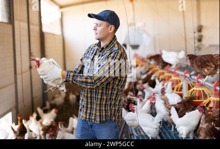 Erfolgreicher Hühnerzüchter, der im Hühnerstall steht und Hühner in den Händen legt Stockfoto