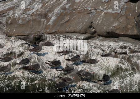 Heermanns Möwe Larus heermanni liegt auf Felsen, die von Seevögeln bedeckt sind, und die Küste der Golf-Inseln, BC, Kanada, verwüstet Stockfoto