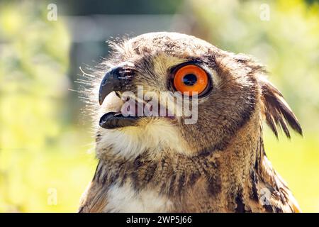 Das Porträt der Adler-Eule (Bubo bubo) in der Sommernatur. Stockfoto