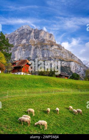 Grindelwald, Swizterland mit Schafen, die unterhalb des Mettenbergs in den Berner Alpen weiden. Stockfoto