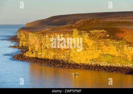 Das Fischerboot Yung Dhal WK190 unterhalb der Klippen auf der westlichen Seite von Dunnet Head, mit Blick nach Norden von Dwarwick Head, Caithness, Schottland, Großbritannien Stockfoto