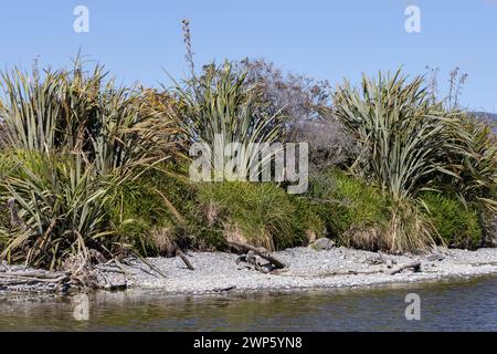 Flaxes, Ross in Neuseeland Stockfoto