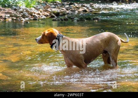 Brauner Kurzhaarhund jagt Fische im Fluss Stockfoto