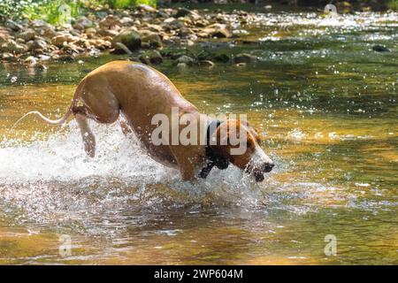 Der Hund springt wild und glücklich in den seichten Fluss. Stockfoto