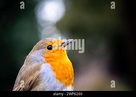 Rotkehlchen Stockfoto