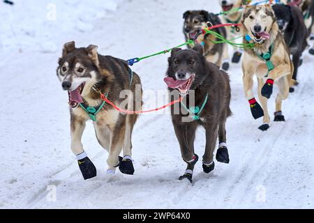 Die Haupthunde der Musher Anna Berington beim Hundeschlittenrennen Iditarod starten am Sonntag, 3. März 2024 in Willow, Alaska (Jay Christensen/Image of Sport) wieder. Stockfoto