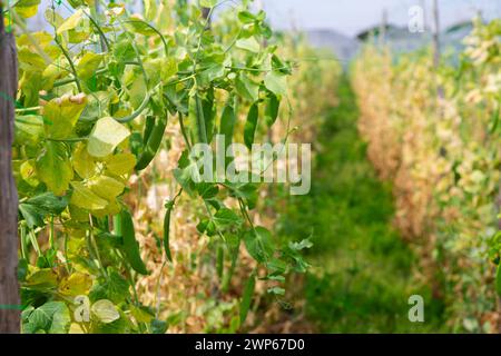 Reife Schoten auf Erbsenpflanzen Stockfoto