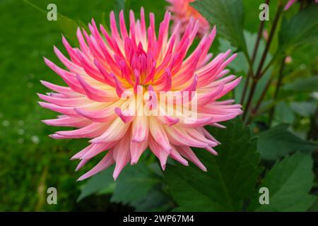 Seitenansicht der riesigen rosafarbenen und gelben Dahlien, die wunderschön vor grünem Laub im Hintergrund zu sehen sind. Stockfoto