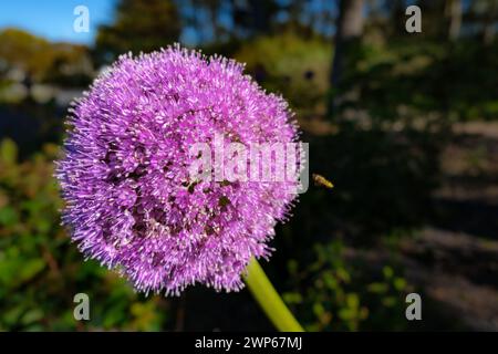 Violettes Allium giganteum vor grünem, verschwommenem Hintergrund. Der nach rechts angewinkelte Stab verleiht dem Bild Dynamik. Stockfoto