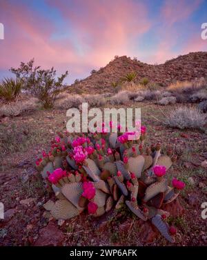 Beavertail Cactus, Opuntia basilaris, Joshua Tree National Park, Kalifornien Stockfoto