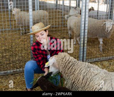 Frau, die sich um Schafe kümmert Stockfoto