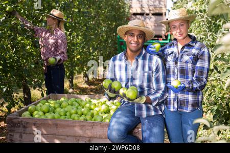 Bauern mit grünen Äpfeln zufrieden mit der Ernte Stockfoto