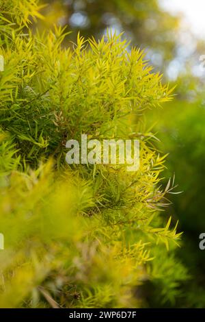 Flachs-leaved Paperbark ist ein Melaleuca Baumarten mit duftenden Blätter Stockfoto