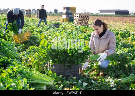 Frau, die Sellerie auf dem Gemüsefeld erntet Stockfoto