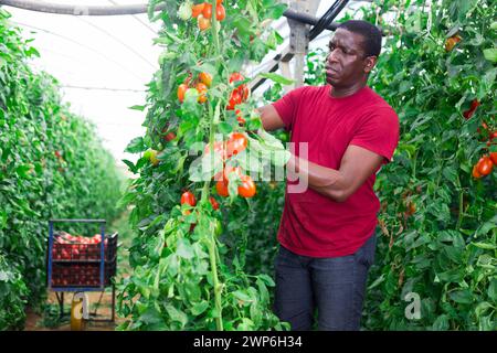 Afroamerikanischer Landarbeiter sammelt Tomatenernte im Treibhaus Stockfoto