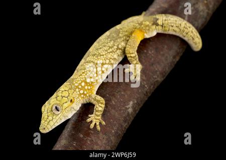 Bauers Chamäleon Gecko (Eurydactylodes agricolae) Stockfoto