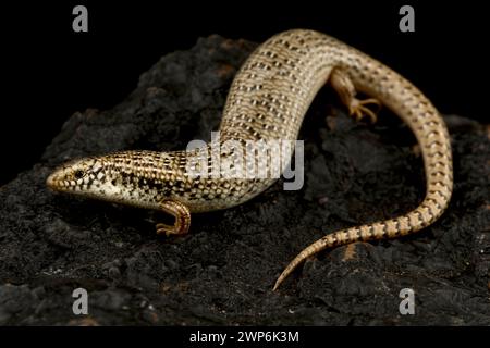 Lembeh skink (Chalcides ocellatus) Stockfoto